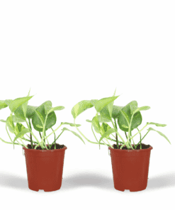 2X Epipremnum Aureum - Scindapsus - 20Cm - Ø12