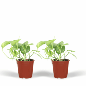 Epipremnum Aureum – Scindapsus – makkelijke klimmer of hangplant – pot 12 cm, ±20 cm