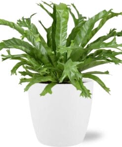 Asplenium Nidus Crissie - Ø17Cm - ↕40Cm + Pot Brussels D18X17Cm - Wit
