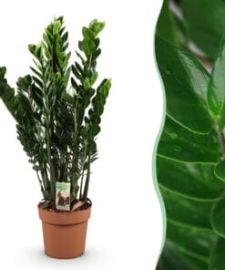 Zamioculcas - Weinig Onderhoud - Groen - 1 Plant - Pot 21Cm - Hoogte 80-90Cm