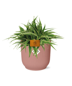 Chlorophytum Ocean 15Cm In Elho Vibes Fold 16Cm Round  Delicate Pink
