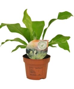 Asplenium Nidus - Ø12Cm - ↕35Cm