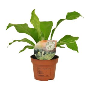 Asplenium Nestvaren – schaduwtolerante kamerplant – ±12 cm