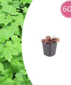 60X Tiarella Cordifolia - ↕10-25Cm - Ø9Cm