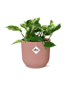 Scindapsus (Epipremnum) Marble Queen In Elho Vibes Fold 14Cm Roze