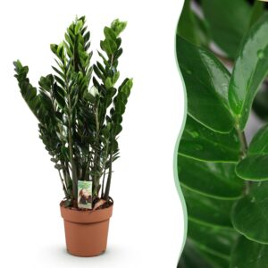 Zamioculcas - Weinig Onderhoud - Groen - 1 Plant - Pot 21Cm - Hoogte 80-90Cm