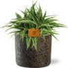 Chlorophytum Ocean - Ø15Cm - ↕25Cm + Maas Pot D16X14Cm - Bruin