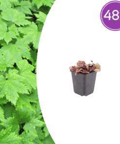 48X Tiarella Cordifolia - ↕10-25Cm - Ø9Cm