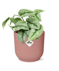 Scindapsus Pictus ‘Trebie’ In Elho Vibes Fold 14Cm Roze