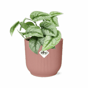 Scindapsus 'Trebie' – hangende kamerplant met zilvergevlekt blad – ±14 cm