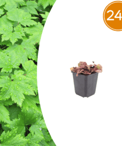 24X Tiarella Cordifolia - ↕10-25Cm - Ø9Cm
