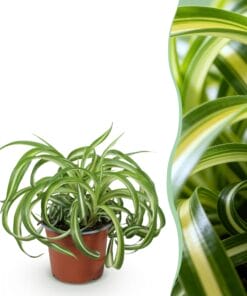 Chlorophytum Comosum Bonnie - Krullende Graslelie - Huisdiervriendelijke Plant - Groen - 1 Plant - Pot 12Cm - Hoogte 20Cm