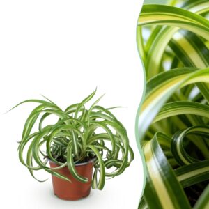 Chlorophytum Comosum Bonnie - Krullende Graslelie - Huisdiervriendelijke Plant - Groen - 1 Plant - Pot 12Cm - Hoogte 20Cm