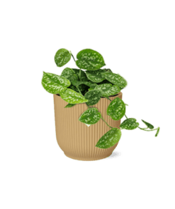 Scindapsus Pictus ‘Argyraeus’ In Elho Vibes Fold 14Cm Geel