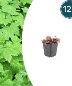 12X Tiarella Cordifolia - ↕10-25Cm - Ø9Cm