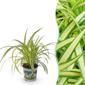 Chlorophytum Comosum Variegatum - Bonte Graslelie - Huisdiervriendelijke Plant - Groen - 1 Plant - Pot 12Cm - Hoogte 20Cm