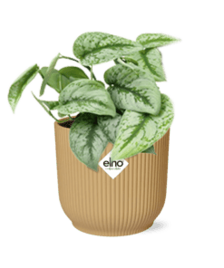 Scindapsus Pictus ‘Trebie’ In Elho Vibes Fold 14Cm Geel