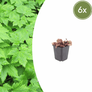 6X Tiarella Cordifolia - ↕10-25Cm - Ø9Cm