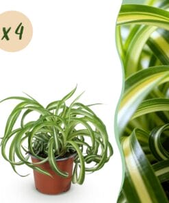 Chlorophytum Comosum Bonnie - Krullende Graslelie - Huisdiervriendelijk - Bont - 4 Planten - Pot 12Cm - Hoogte 20-25Cm