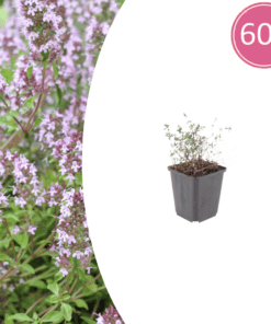 60X Thymus Vulgaris - ↕10-25Cm - Ø9Cm