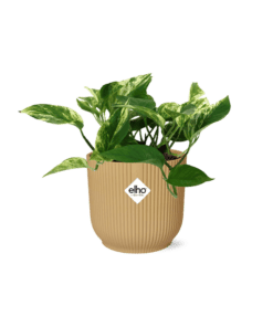 Scindapsus (Epipremnum) Marble Queen In Elho Vibes Fold 14Cm Geel