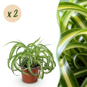 Chlorophytum Comosum Bonnie - Krullende Graslelie - Huisdiervriendelijk - Bont - 2 Planten - Pot 12Cm - Hoogte 20-25Cm