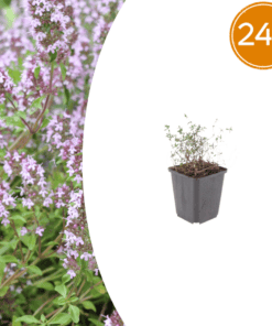 24X Thymus Vulgaris - ↕10-25Cm - Ø9Cm