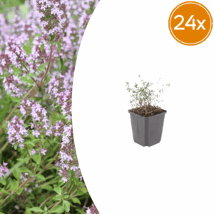 24X Thymus Vulgaris - ↕10-25Cm - Ø9Cm