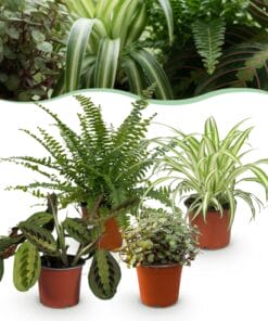 Chlorophytum - Maranta - Calissia - Nephrolepsis - Mix Van 4 - Huisdiervriendelijke Planten - Groen - 4 Planten - Pot 12Cm - Hoogte 25Cm