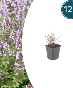 12X Thymus Vulgaris - ↕10-25Cm - Ø9Cm