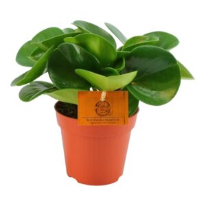Peperomia Obtusifolia - P12 H20