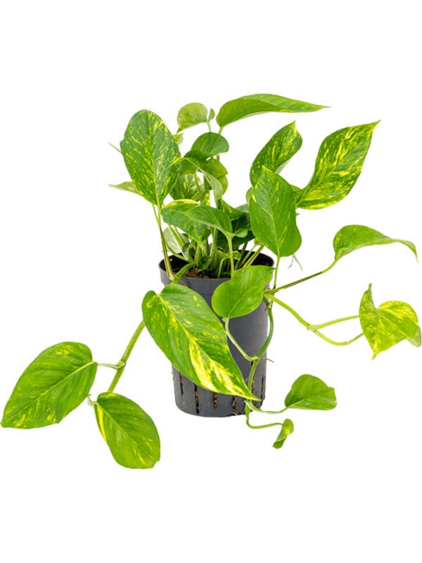 Scindapsus Aureum (hanging plant) - P15 H30