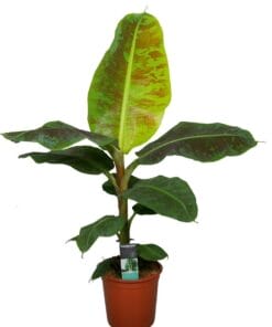 Musa Dwarf Cavendish