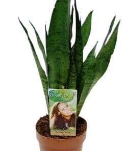 Sansevieria Zeylanica - P17 H60