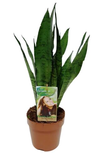 Sansevieria Zeylanica - P17 H60