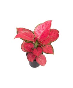 Aglaonema Red Joy P12 H30