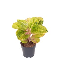 Aglaonema Apple Fantasy P12 H35