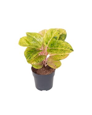 Aglaonema 'Apple Fantasy' – kleurrijk, makkelijk kamerplantje – pot Ø 12 cm, ±35 cm hoog