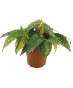 Begonia Cane Double Dot P12 H20