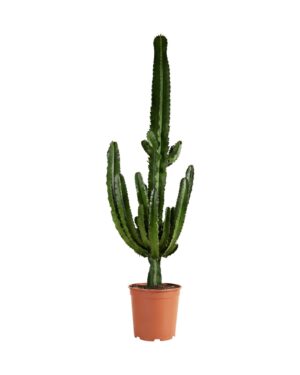 Euphorbia erytrea P19 H80