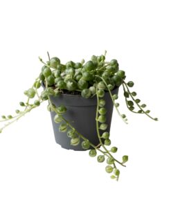 Senecio Herreianus Variegata P6 H20