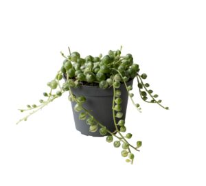 Senecio Herreianus Variegata P6 H20