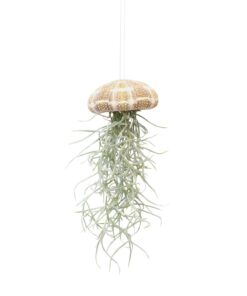 Tillandsia Jellyfish P5 H10