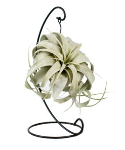 Tillandsia Xerographica (hanger) P12 H23