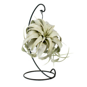 Tillandsia Xerographica (hanger) P12 H23