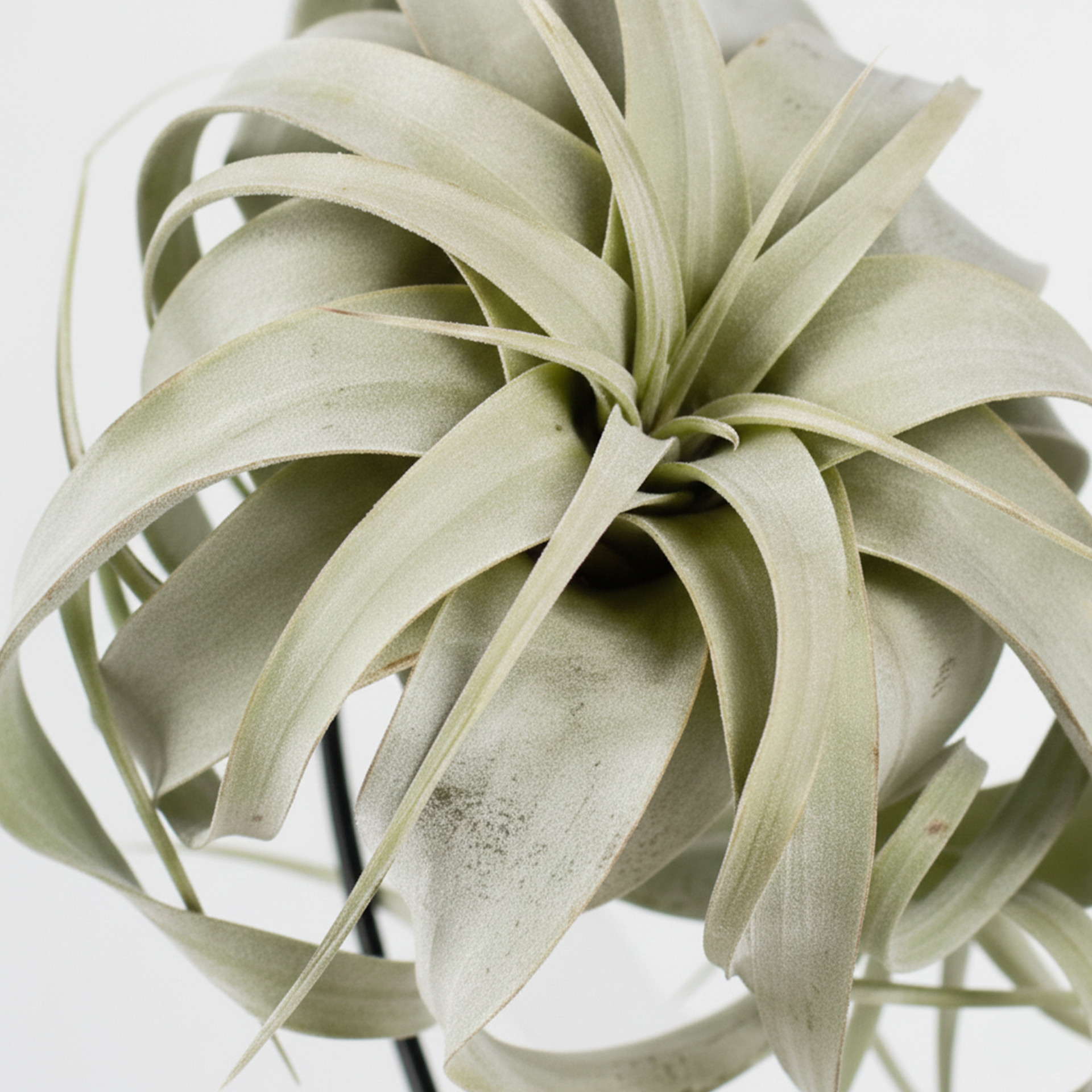 Tillandsia Xerographica (hanger) P12 H23 - Afbeelding 3