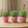 Sweetheart Plant Set (Hoya Kerrii ) - 3x pot en plant