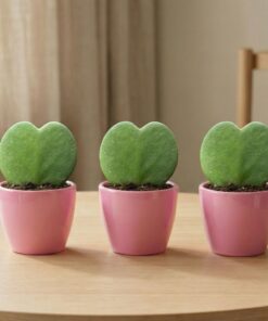 Sweetheart Plant Set (Hoya Kerrii ) - 3x pot en plant