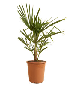 Trachycarpus Fortunei - P21 H60