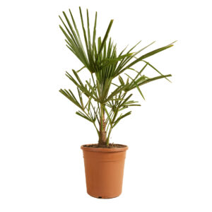 Waaierpalm (Trachycarpus fortunei) – winterharde tuinpalm – pot 21 cm, ±60 cm hoog